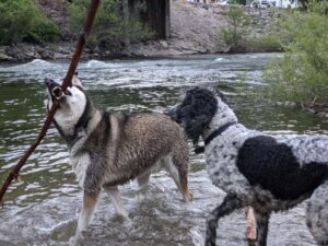 dogs are playing with the stick