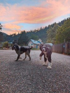 two dogs are walking